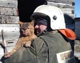 В Амурской области рыжего кота спасли во время тушения огня в жилом доме
